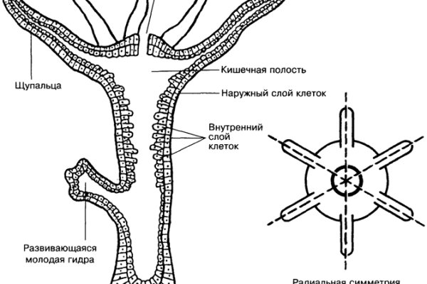 Взломали кракен аунтификатор